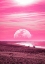 Picture of PINK BEACH
