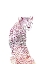 Picture of PINK CHEETAH