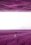 Picture of PURPLE FIELDS