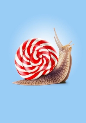 Picture of SNAIL CANDY