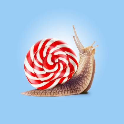 Picture of SNAIL CANDY