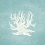 Picture of CORAL