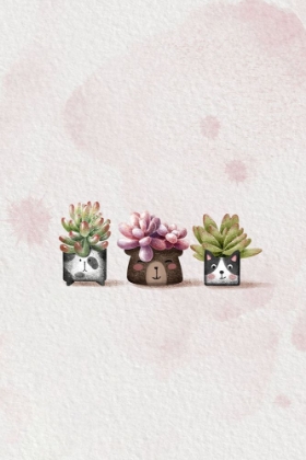 Picture of CUTE SUCCULENTS