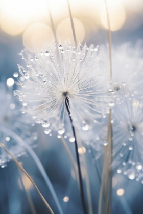 Picture of DROPS ON DANDELION