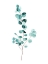 Picture of EUCALYPTUS