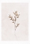 Picture of FORGET ME NOT