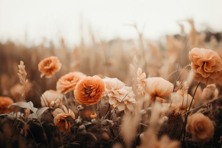 Picture of ORANGE FLOWERS