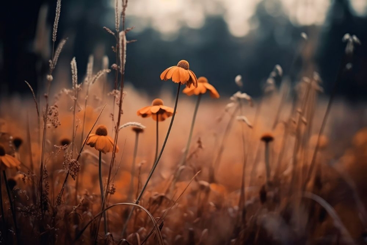 Picture of ORANGE MARGARITES