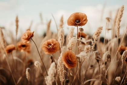 Picture of ORANGE POPPY FIELD