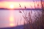 Picture of PURPLE SUNSET