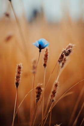 Picture of BLUE CORN FLOWER