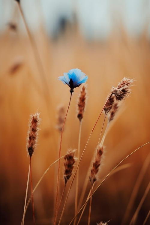 Picture of BLUE CORN FLOWER