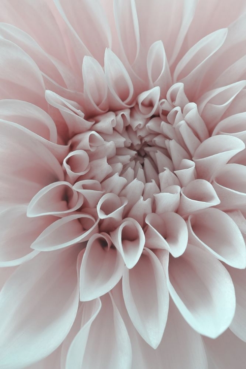 Picture of CAFE AU LAIT DAHLIA CLOSEUP