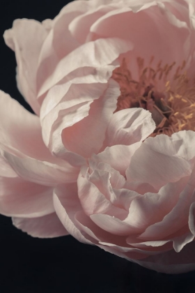 Picture of CORAL PEONY FLOWER CLOSEUP