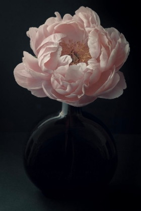 Picture of CORAL PEONY FLOWER STILL LIFE