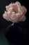 Picture of CORAL PEONY FLOWER STILL LIFE