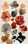 Picture of DRY FLOWER COLLECTION