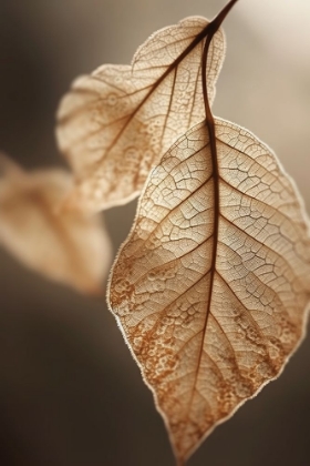Picture of LEAF MACRO