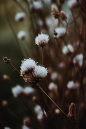 Picture of LOW LIGHT NATURE