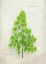 Picture of MAIDEN HAIR FERN