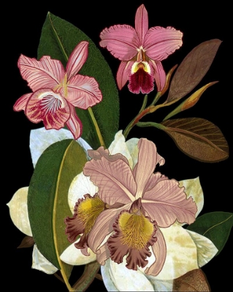 Picture of ORCHIDS FOR PHYLLIS BOTANICAL ART PRINT.PNG