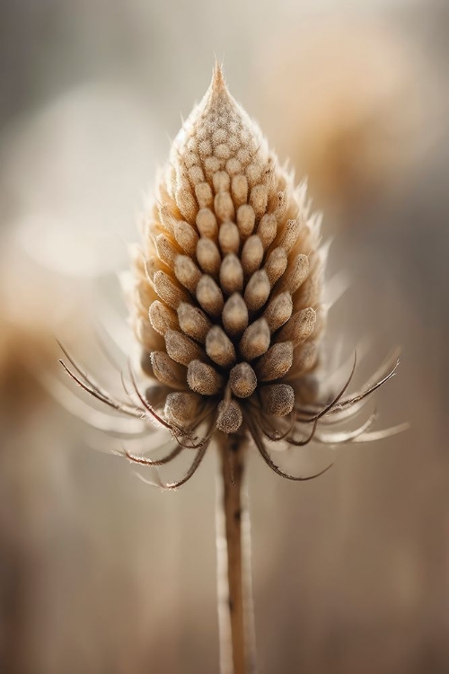 Picture of PASTEL NATURE DETAIL