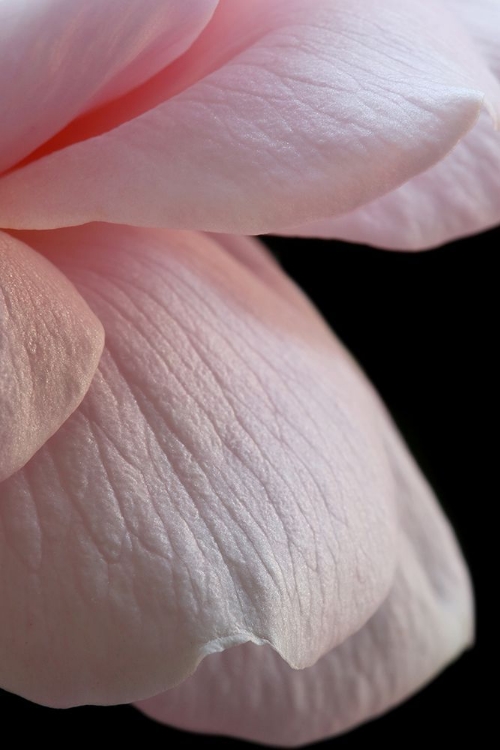 Picture of PINK ENGLISH ROSE CLOSEUP