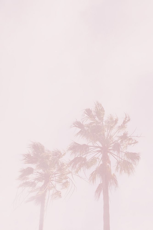 Picture of PINK PALMS