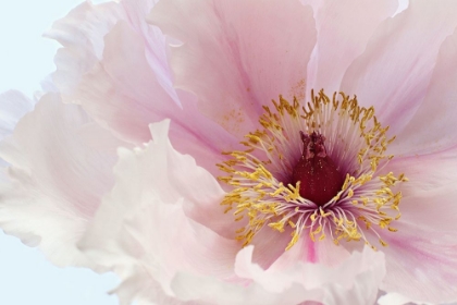 Picture of PINK TREE PEONY FLOWER