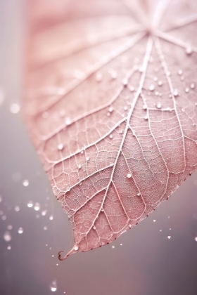Picture of ROSY LEAF