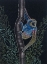 Picture of THAILAND GIBBON