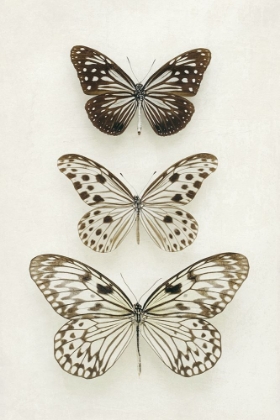 Picture of THREE NEUTRAL BUTTERFLIES