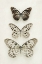 Picture of THREE NEUTRAL BUTTERFLIES