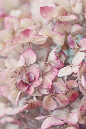 Picture of VINTAGE PINK HYDRANGEA PETALS