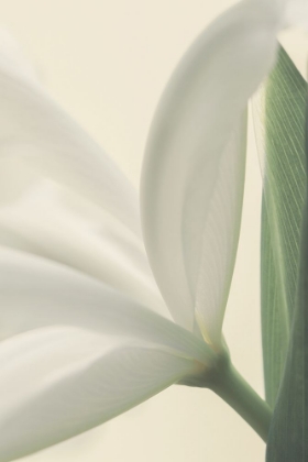 Picture of WHITE IRIS FLOWER