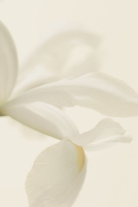 Picture of WHITE IRIS FLOWER CLOSE UP