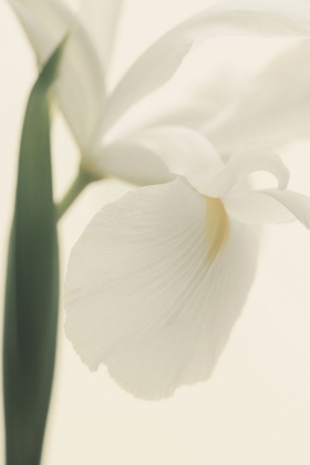 Picture of WHITE IRIS FLOWER II PICTUFY