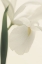 Picture of WHITE IRIS FLOWER II PICTUFY
