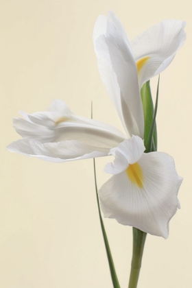 Picture of WHITE IRIS FLOWER PORTRAIT