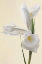 Picture of WHITE IRIS FLOWER PORTRAIT
