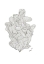 Picture of CORAL JPEG