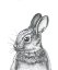 Picture of COTTANTAIL