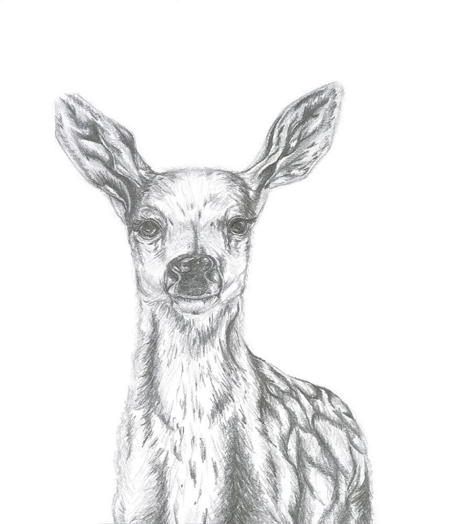 Picture of DEER