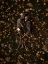 Picture of MEMENTO MORI