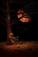 Picture of MOONLIGHT JAM
