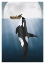 Picture of ORCA