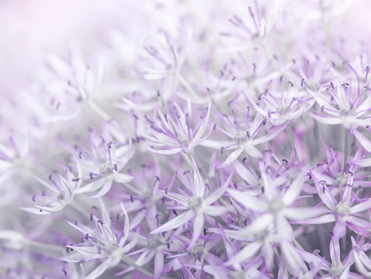 Picture of ALLIUM FLOWERS CLOSE-UP