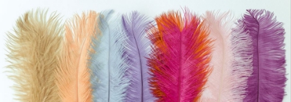 Picture of ARRAY OF SOFT MULTI-COLOURED PASTEL OSTRICH FEATHERS