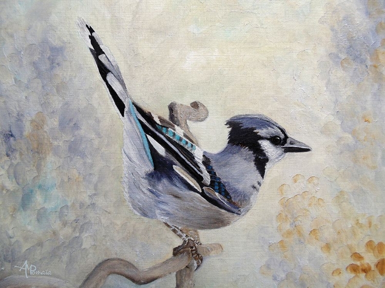 Picture of ATTITUDE DERRIERE BLUE JAY