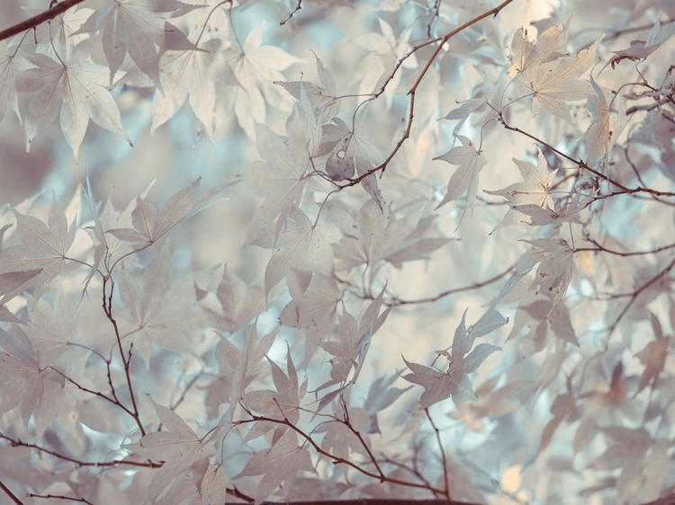 Picture of AUTUMN COLOURED LEAVES, BACKLIT